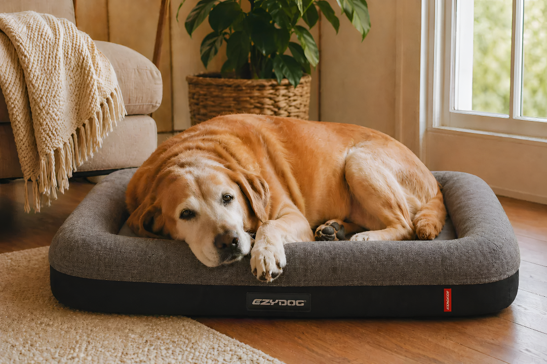How to Choose the Best Pet Bed for Comfort