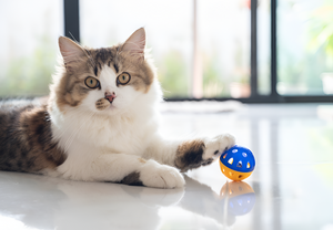 Importance of Toys for Your Pet’s Mental Health