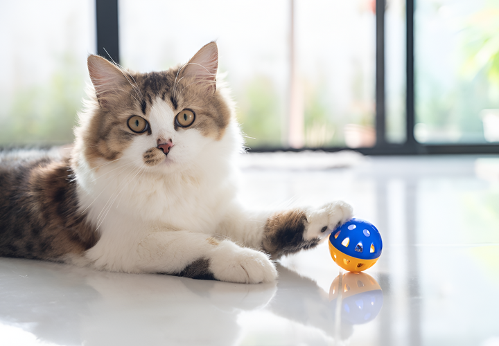 Importance of Toys for Your Pet’s Mental Health