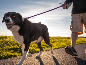 Choosing the Right Pet Leash for Safe Walks
