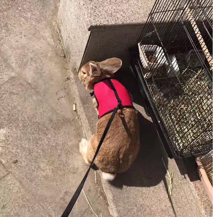 Small Pet Leash Control Strap
