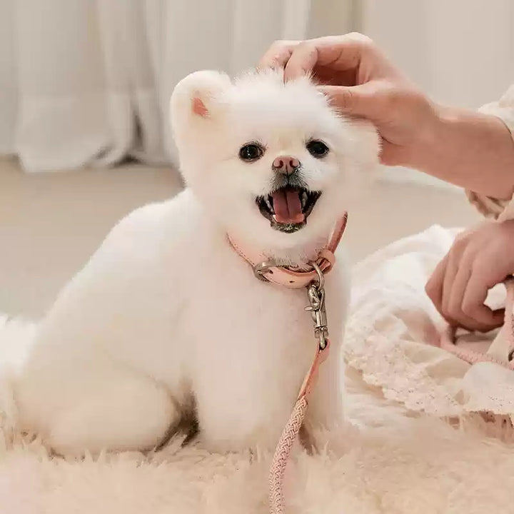 Leather Handheld Pet Collar Rope Leash For Small Medium Pets