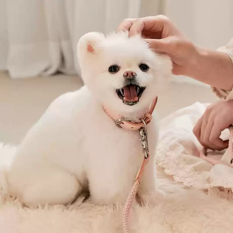 Leather Handheld Pet Collar Rope Leash For Small Medium Pets
