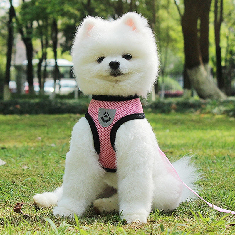 Pet Car Seat Safety Belt Leash