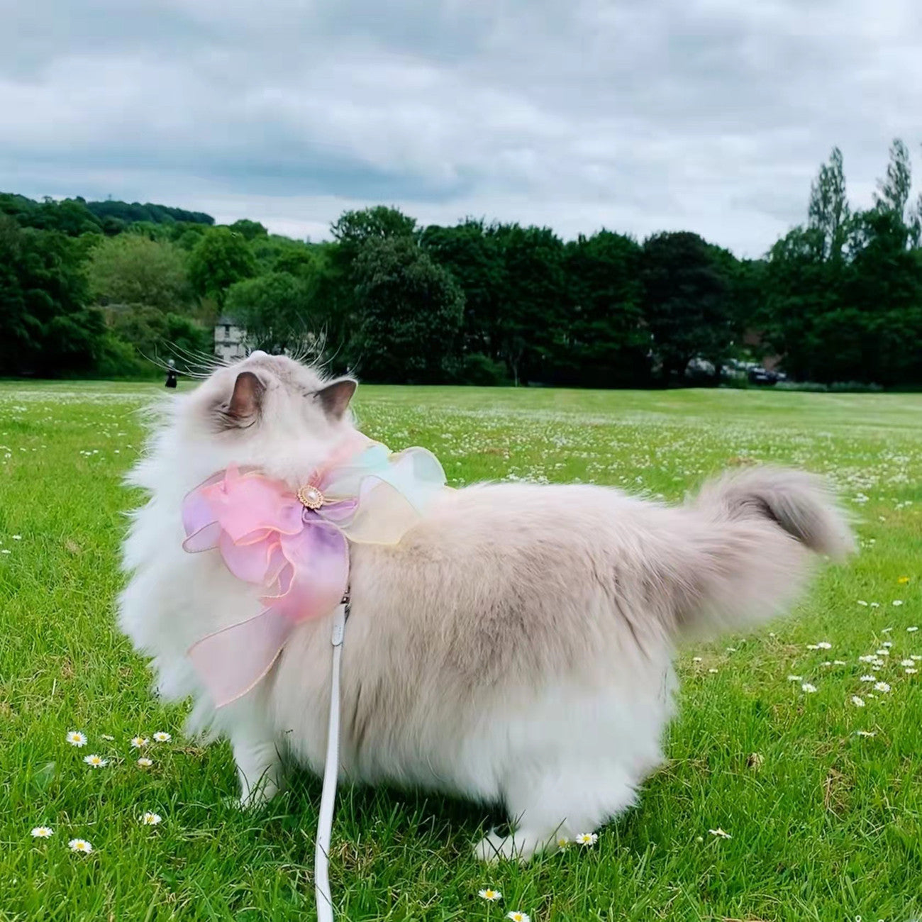 Butterfly Style Retractable Pet Leash Anti Escape Strap
