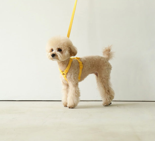 Macaron Style Pet Leash Wind Resistant Strap